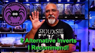 5 Alternative Inverts I Recommend!