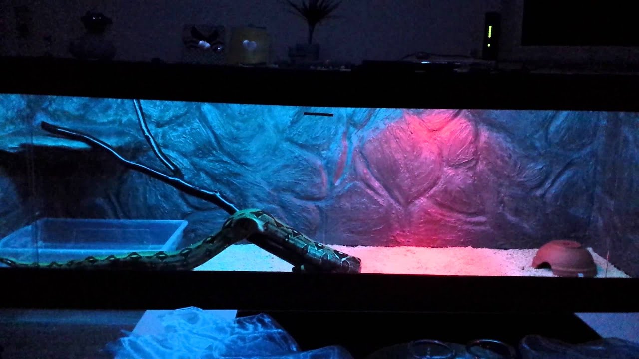 LED Terrarium YouTube