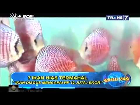 On The Spot-7 Ikan Hias Termahal