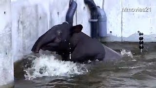深みでザブンザブン！プールに入るマレーバク~Malayan Tapiｒ dive into water