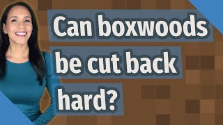 Can boxwoods be cut back hard?