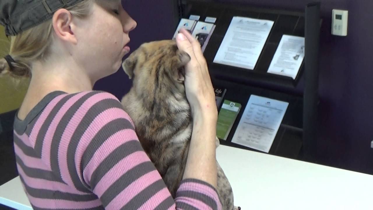 puppy-microchip-injection-is-scary-but-ok-youtube