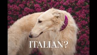 Why The Russian Borzoi Is The Most Italian Dog