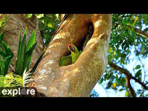 Punta Islita, Guanacaste, Great Green Macaw Nest