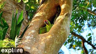 LIVE Great Green Macaw Nest Cam: Costa Rica - Macaw Recovery Network | explore.org