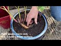 Growing Successful peonies - Planting in Containers.  Primrose Hall Peonies