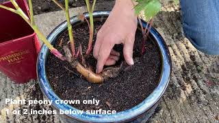 Growing Successful peonies - Planting in Containers.  Primrose Hall Peonies