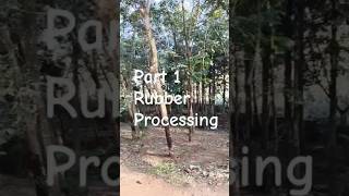 Rubber Processing Part -1 rubber processing#rubberprocessing #agriculture#indianagriculture #vietnam