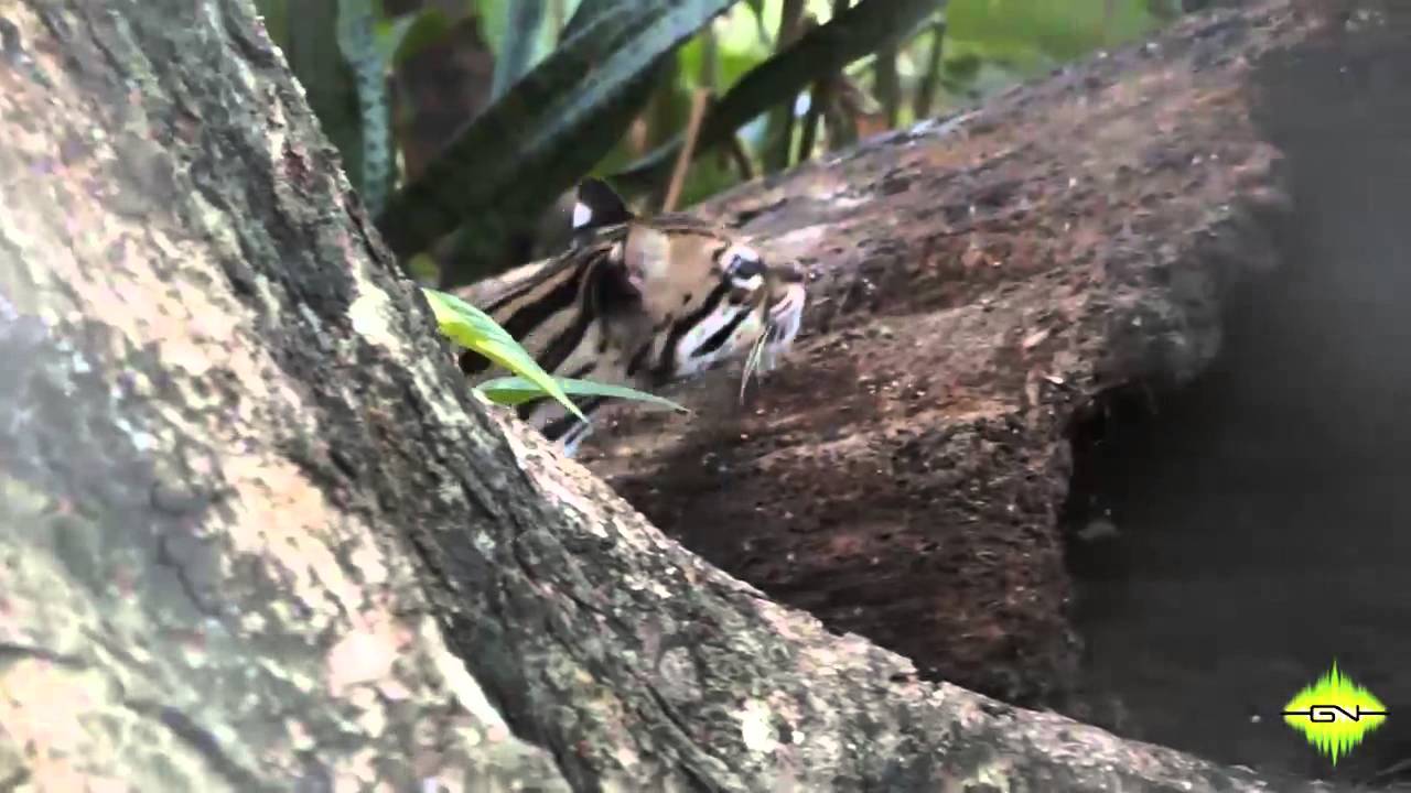 GNJaguar - Manigordo