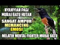 TERNYATA NYANYIAN MURAI BATU HUTAN LEBIH AMPUH MEMANCING EM0SI & MELATIH MENTAL FIGHTER