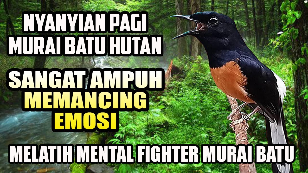 TERNYATA NYANYIAN MURAI BATU HUTAN LEBIH AMPUH MEMANCING EM0SI & MELATIH MENTAL FIGHTER
