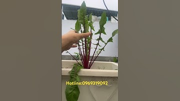 Hạt giống bồ công anh #boconganh