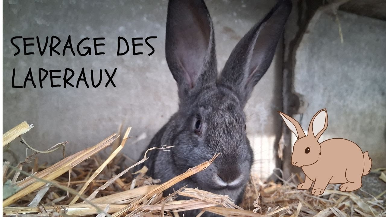 sevrage-des-petits-lapereaux-youtube