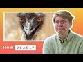 How dangerous are emus, really? | REACTION