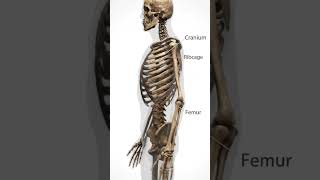 human skeleton