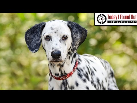 Why are Dalmatians the Traditional Dog of Choice at Firestations?