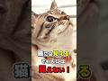 猫だけが見たり聞いたりできる人間にはできない奇妙な能力10選 #猫雑学 #猫 #ねこたんの解説