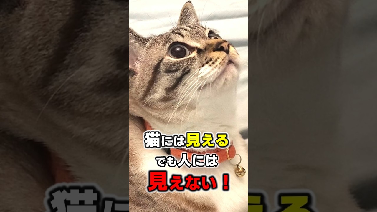 猫だけが見たり聞いたりできる人間にはできない奇妙な能力10選 #猫雑学 #猫 #ねこたんの解説