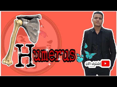تشريح 8 عظمه العضد