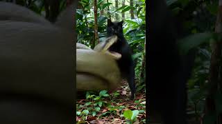 Jungle Cat vs Giant Python | Shocking Wild Encounter in Deep Forest Net Worth