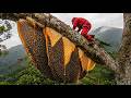 Extreme Adventure : Harvesting a Massive Wild Beehive with Master Ancient Skills