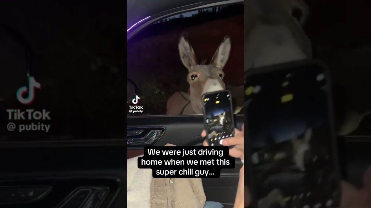 Guarda I Seen Donkey Off Shrek Today While Driving 😳🤣🤦🏽♂️ #foryou #funny #shorts #viralvideo su YouTube Guarda I Seen Donkey Off Shrek Today While Driving 😳🤣🤦🏽♂️ #foryou #funny #shorts #viralvideo su YouTube