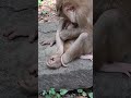 #Shorts #YouTubeShorts #ViralShorts #TrendingShorts #CuteAnimals #AnimalShorts #FunnyAnimals #CuteA