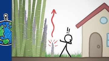 The Fastest-Growing Plant In The World