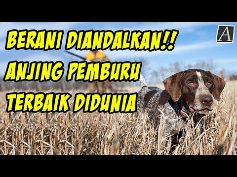 Video: Nama Beagle Paling Popular