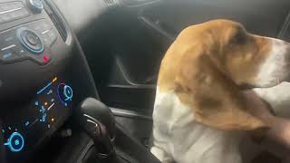 Basset Hound in car wash by Ceemoon the Basset Hound 3,734 views 1 year ago 44 seconds