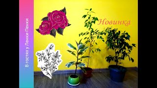 🌿 ФИКУС// 🍀 Видео-обзор моих Фикусов// 🍃 Видео-хваст Фикус Бенджамина цветной// 🌾Уход за Фикусом