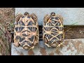 Indian star tortoise male   female       indianstartortoise startortoise