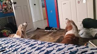 My Howling Basset Hounds