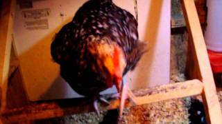 Chicken Jumping Onto My Lap