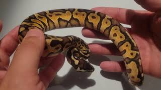 Celebrity Black pastel Enchi possible fire /Vanilla Ball python Wealth