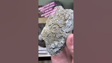 Tons of Fossilized Crinoid Stems!