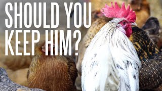 Should You Keep Extra Roosters?