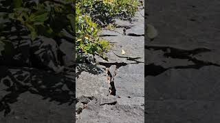 hundreds of lizards everywherein Madeira