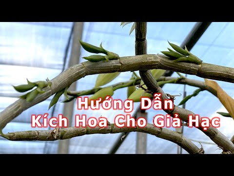 Video Thầy Tám Ngọc Hướng Dẫn Kích Bông Cho Hoa Lan Giả Hạc... - youtube