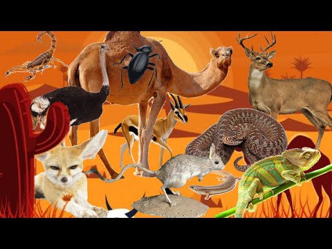 حيوانات الصحراء اصوات الحيوانات اصوات الحيوانات للاطفال Animals Sounds جمل ثعلب حرباء عقرب 