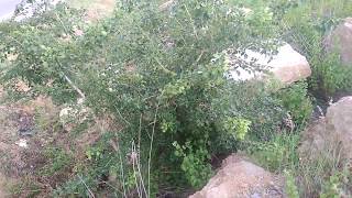 Cinema FV 5  Test Footage from MI 4A Mobile Camera screenshot 4