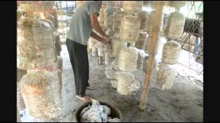 Vegetable Mushroom Planting @ Nepal