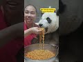 My Panda eating a spicy Noodles 😋 #funny #amazing #dothingsyoudontwanttodo