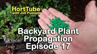 Backyard Plant Propagation Episode 17 - Preparing Rooted Cuttings for Winter