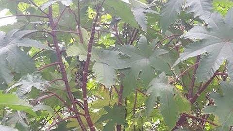 Cây Đu Đủ Dầu Dùng Để Điều Trị Bệnh Sa Tử Cung ( mình hết trái rồi nha )