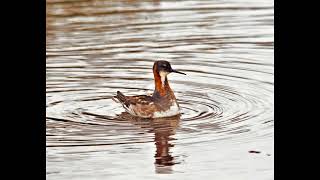 red-necked phalarope  1h bird sound