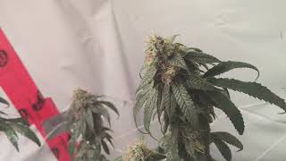 Under the Stairs Grow Bro intro | Flower Room View
