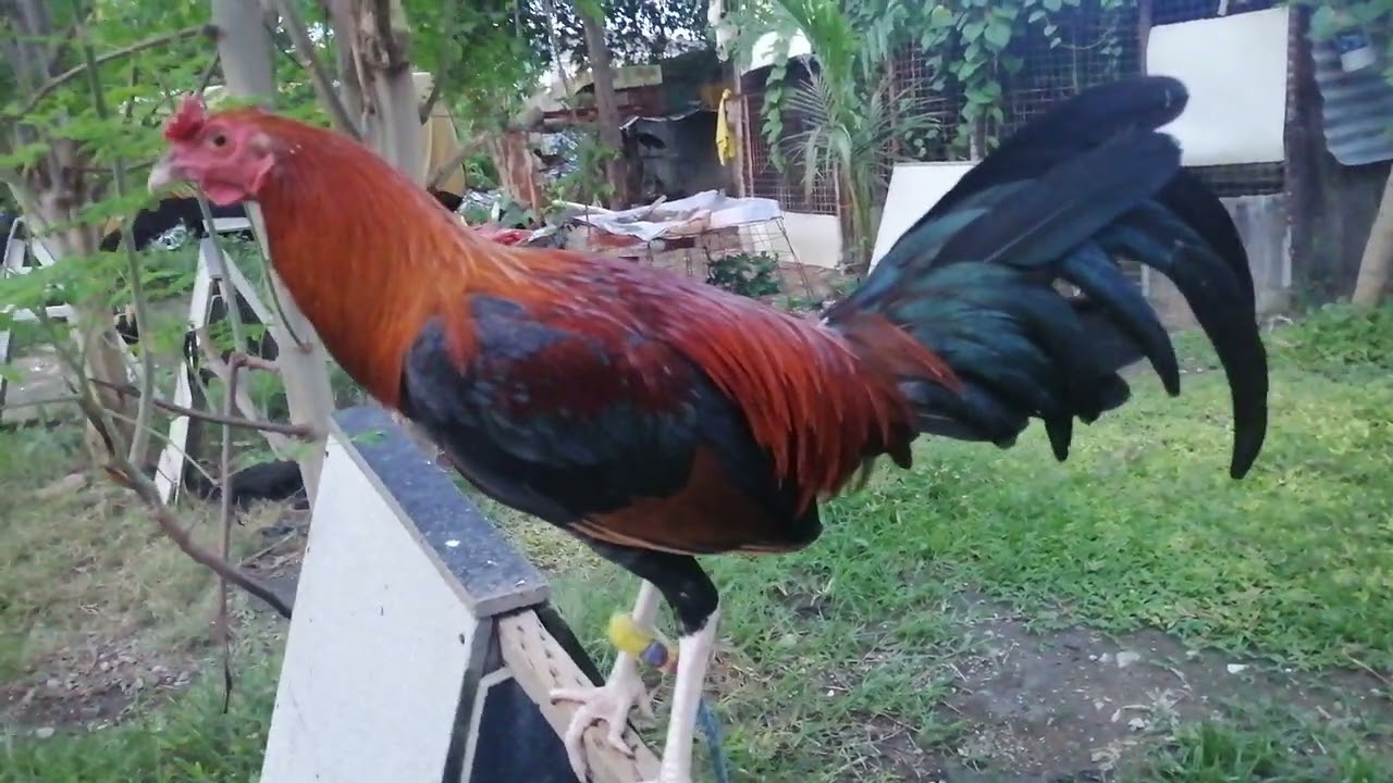 5months old Dan Gray Roundhead