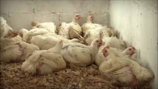 Granja de pollos de engorda Lol-Beh 1 - PROIN Yucatán 2016 - YouTube