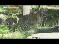 What A 10-Second Video Of Rare Tigers Could Mean For China